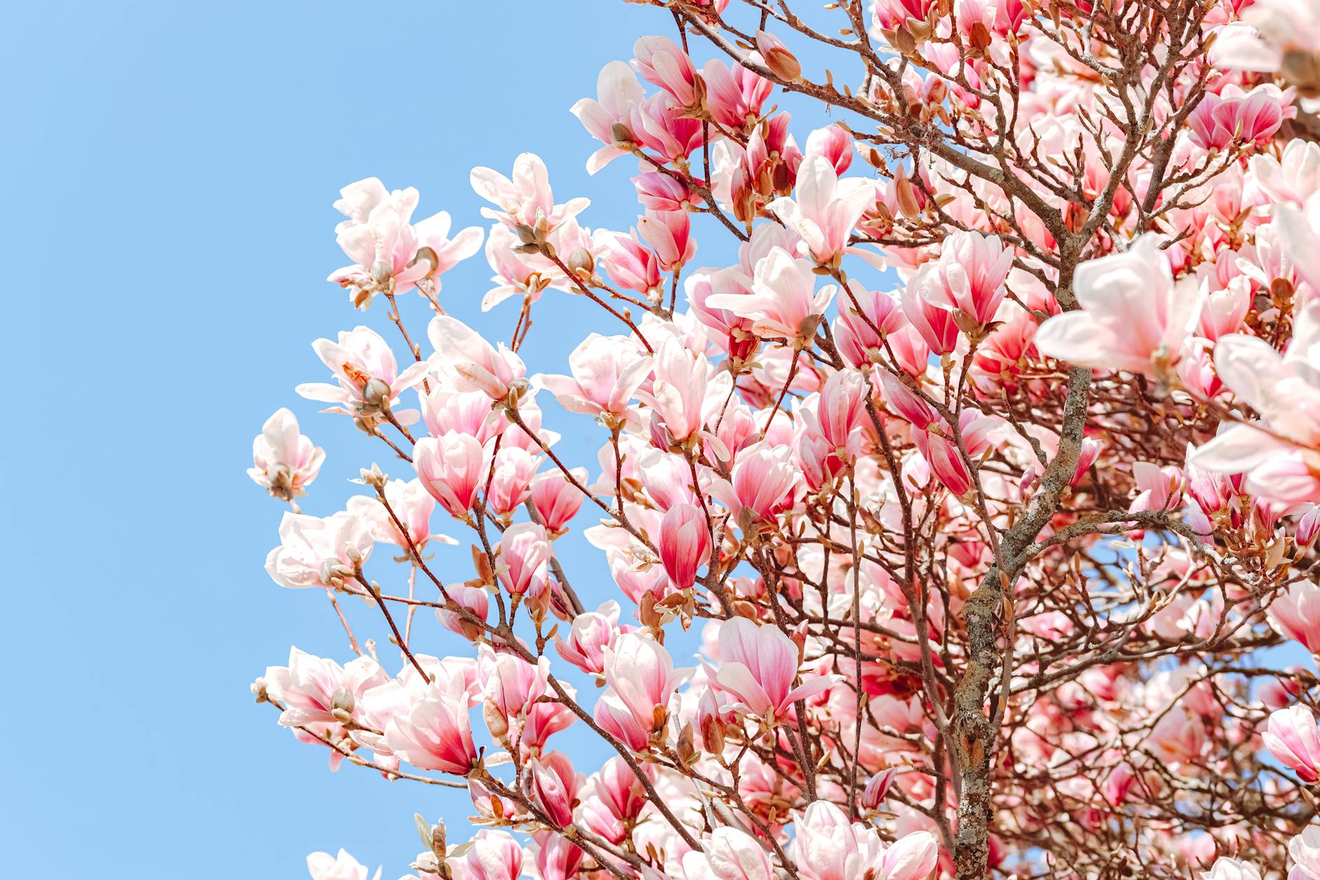 Happy Spring: The Perfect Time to align Your Values and career